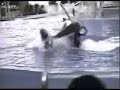 Killer whale goes crazy