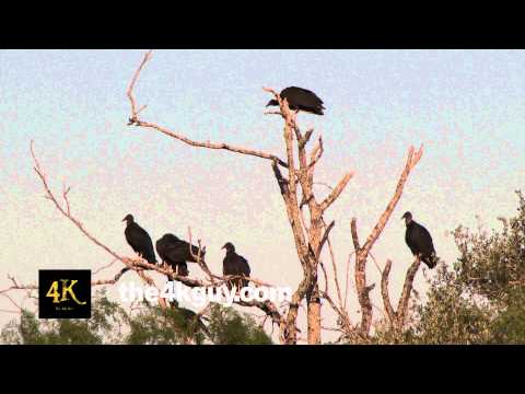 how to get rid of black vultures