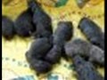 videos de Puppy For Sale