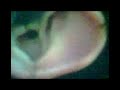 Percepcion As�ncrona