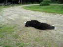 Dogbook Movie: Jackson rolling Dogbook Movie: Jackson rolling
