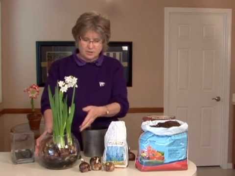 how to replant paperwhites