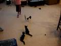 Kitten video from 1st day home