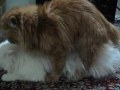 Persian Cat Mating 3 !!! Persian Cat Mating 3 !!!