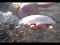 Trout fishing Trout fishing