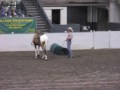 Tommy Garland In-Hand Horse training