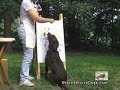 Major The Painting Dog - ShoreServiceDogs.com