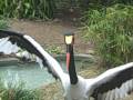 Lily the Saddle Billed Stork