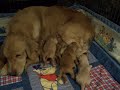 GoldRocks puppies 4 days old Bean and Cody kids