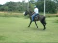 Kilombo do Camparal - Campolina Horse