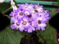 Bellezas en mi Jard�n....de Susanalake