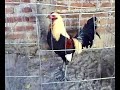 Gallos de Pelea