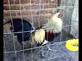 Gallos de Pelea