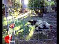 Gallos de Pelea