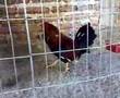 Gallos de Pelea