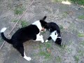 Bichinhos da Seguimara.wmv