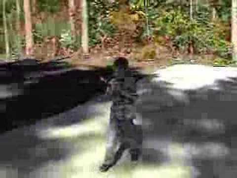 The Dumb Show: Weapons Training II