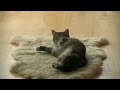 Смешные кошки / Funny cats Betty&Cessy