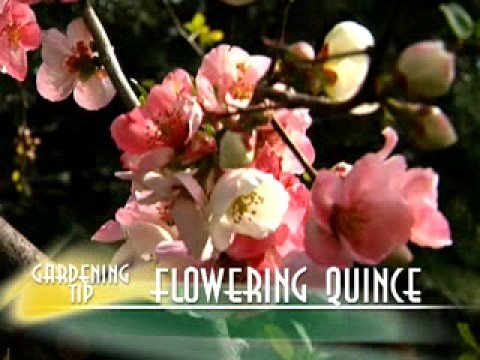 how to transplant flowering quince