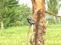 MIRLO (Molothrus bonariensis) MIRLO (Molothrus bonariensis)