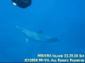 Wild Dolphins (??????????? ???????? 9/2008)