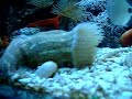 Acquario Mediterraneo da 600L di Salvio M****** Acquario Mediterraneo da 600L di Salvio M******