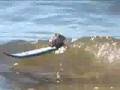 Surfing-mice
