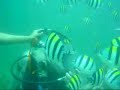 YAYIN - YAPAK DIVE