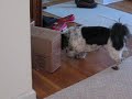 Cosmo looking for cat (Part 1/2)