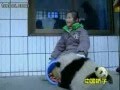 videos de Naughty Pandas in their Hometown01.flv