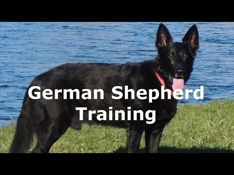 Advanced Off Leash Training with German Shepherd