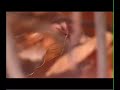 Aslope - Små Ting (RDN video)