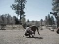Cappi Bow.mov