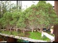 Museu do Bonsai