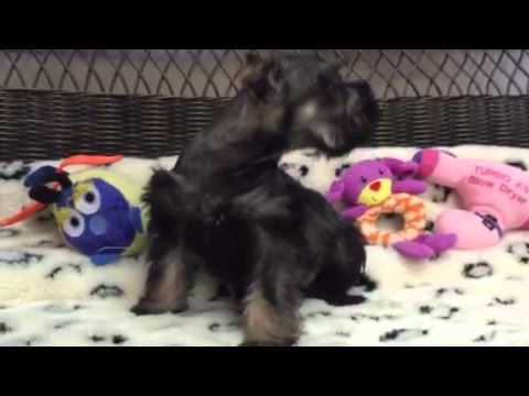 This Schnauzer Sweetheart will Melt Your Heart!