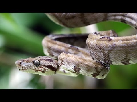 YouTube reptile video