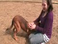 Dogs at Many Tears waiting for their heaven on earth