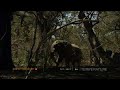 Elephants savour tree bark Elephants savour tree bark