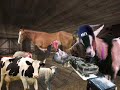 Barnyard Animals