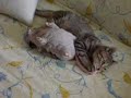 Maxi, the italian cat. Against a rag rat