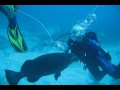 Claudia Remmert hugging a shark