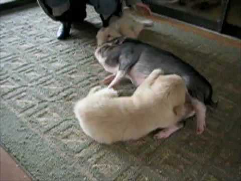 Puppy Playing With Potbelly Pig. Check out this cute video of our puppy, 