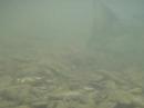 Underwater Chinook Salmon on the spawning run action