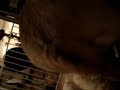 Pug giving birth/ delivery