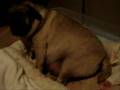 Pug giving birth/ delivery