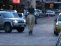 Babys Outta Town / Bella - western pleasure mare for sale Babys Outta Town / Bella - western pleasure mare for sale