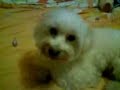 My pet dog Silky sings!
