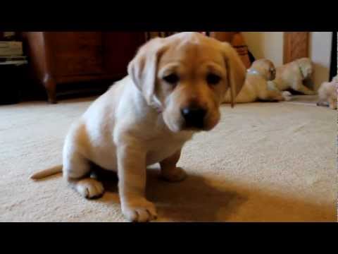 Yellow Labrador Retriever Puppies playing 6 weeks CUTE explosion (Buc~A~Buc Farm)