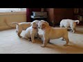 Yellow Labrador Retriever Puppies playing 6 weeks CUTE explosion (Buc~A~Buc Farm) Labrador Retriever