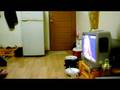 videos de ayu bodor